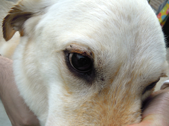 犬用 ダニとり O Tam 国産で無添加 安心 安全の健康ドッグフードの通販 Ann Dog アン